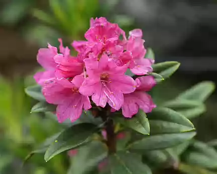 IMG_8142 Rhododendron ferrugineux